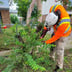 Lawn Services of Virginia Logo