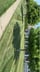 Quality lawn care Logo