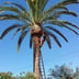 Lorenzo Tree service Logo