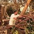 Mountaineer tree experts Logo
