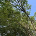 Family Tree Landscaping Logo